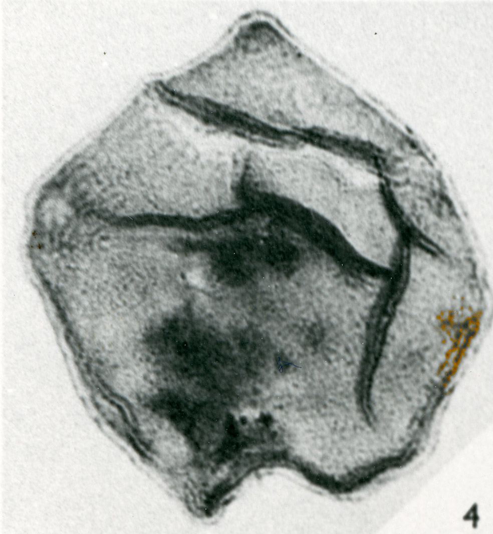 Canningia_colliveri_holotype.jpg