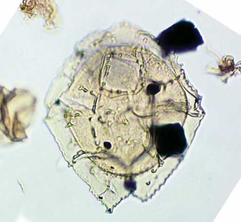 Vallodinium echinosuturatum.jpg