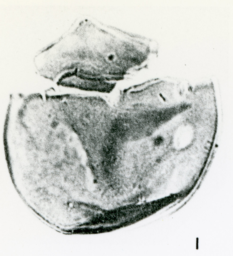 Canningia minor holotype.jpg