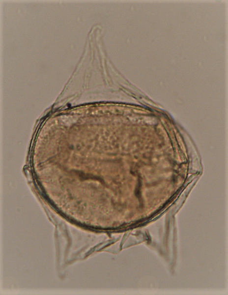 D. oebisfeldensis.png