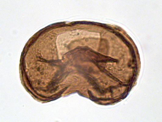 Selenopemphix nephroides 95R-1W 64-1006.jpg