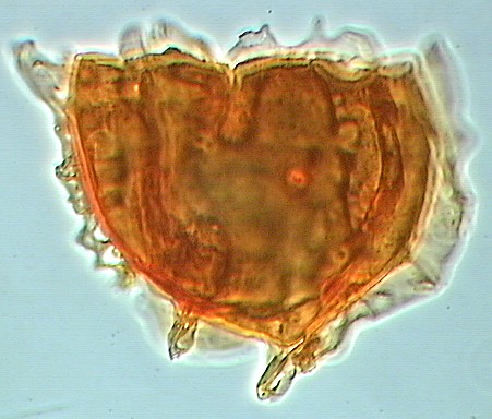 Membranophoridium aspinatum.jpg