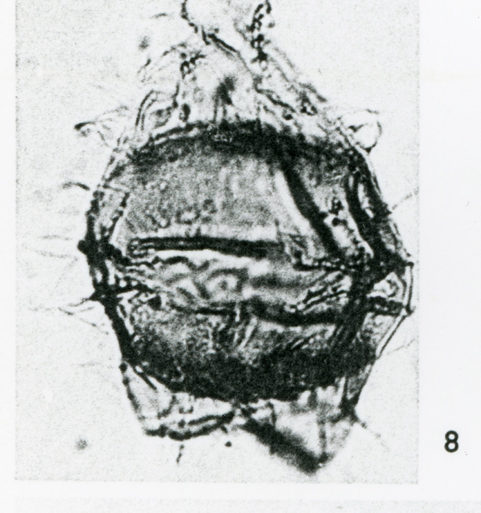 00433_Palaeohystrichophora_infusorioides.jpg