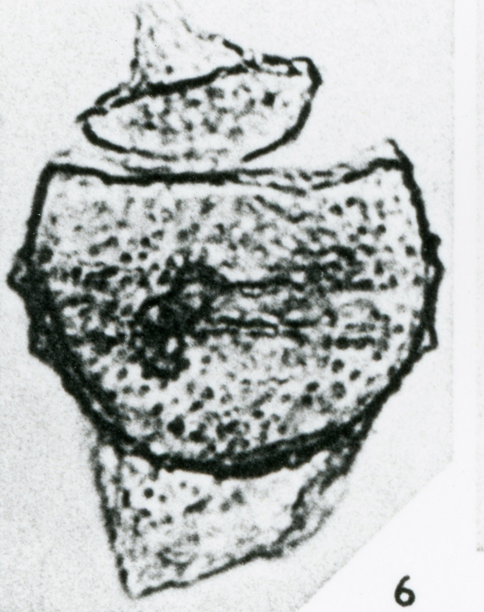 Ascodinium_verrucosum.jpg