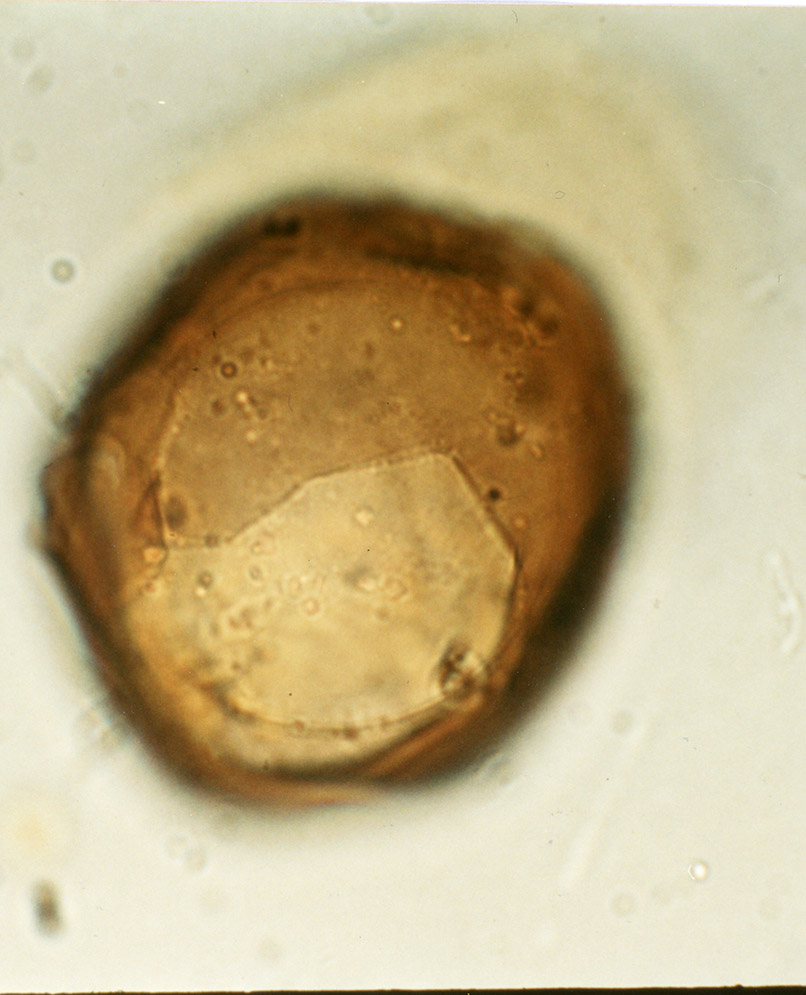 Brigantedinium cariacoense.jpg