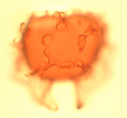 Membranophoridium aspinatum.jpg