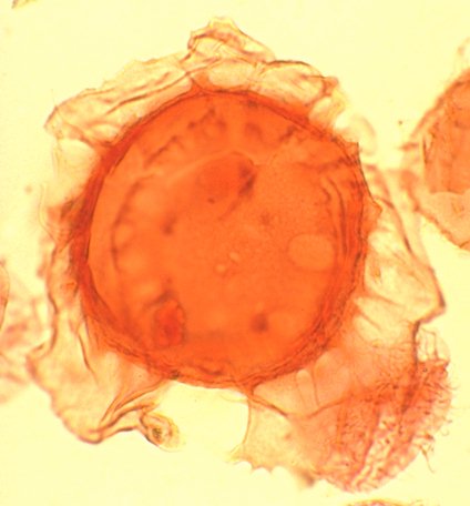 Membranophoridium aspinatum.jpg