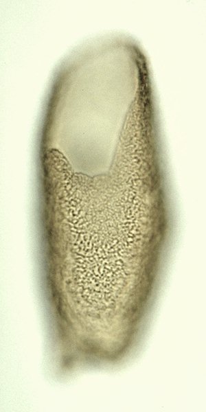 Batioladinium micropodum.jpg