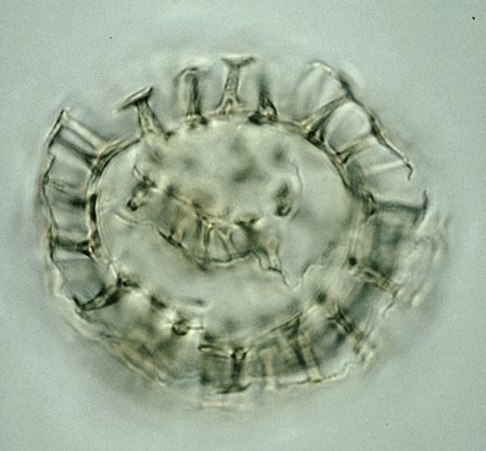 Chlamydophorella ambigua.jpg