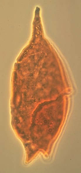 Batioladinium jaegeri.jpg