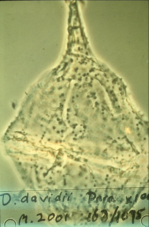 Diconodinium davidii.jpg