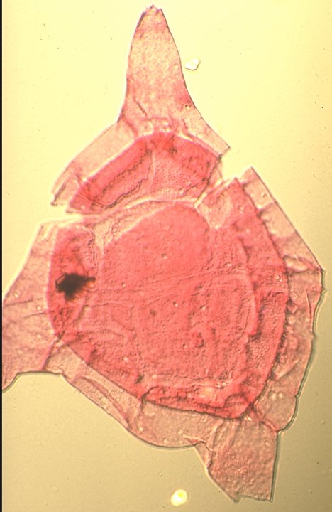 Endoceratium ludbrookiae.jpg