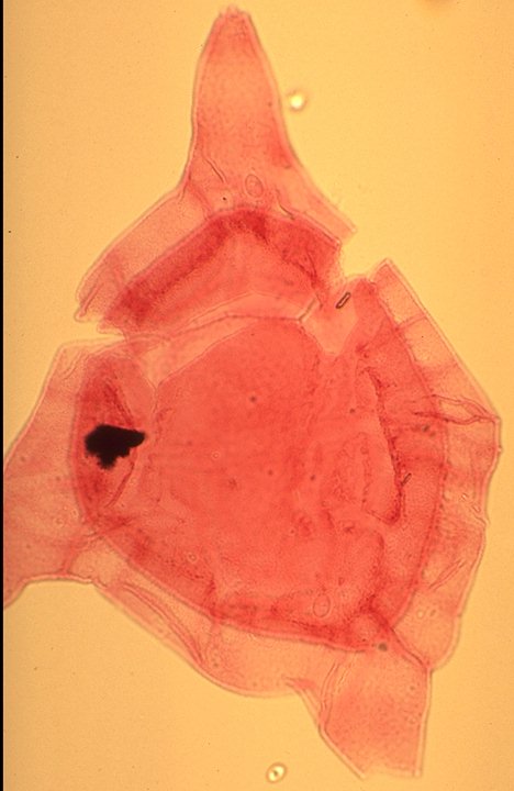 Endoceratium ludbrookiae.jpg