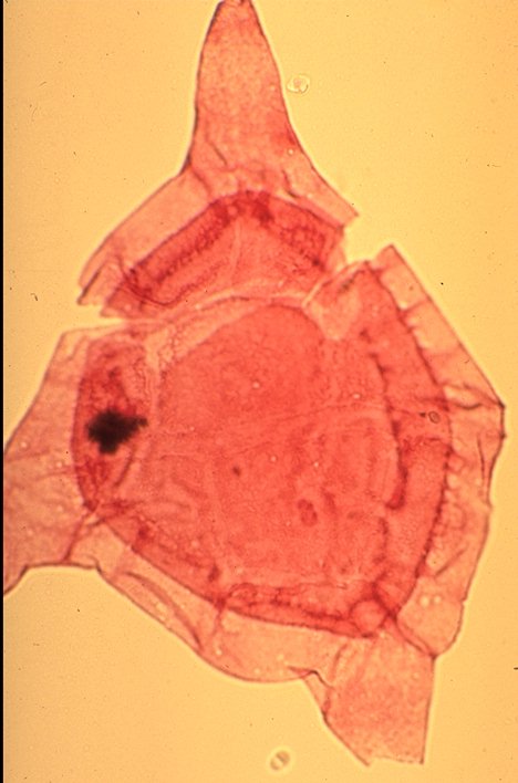 Endoceratium ludbrookiae.jpg