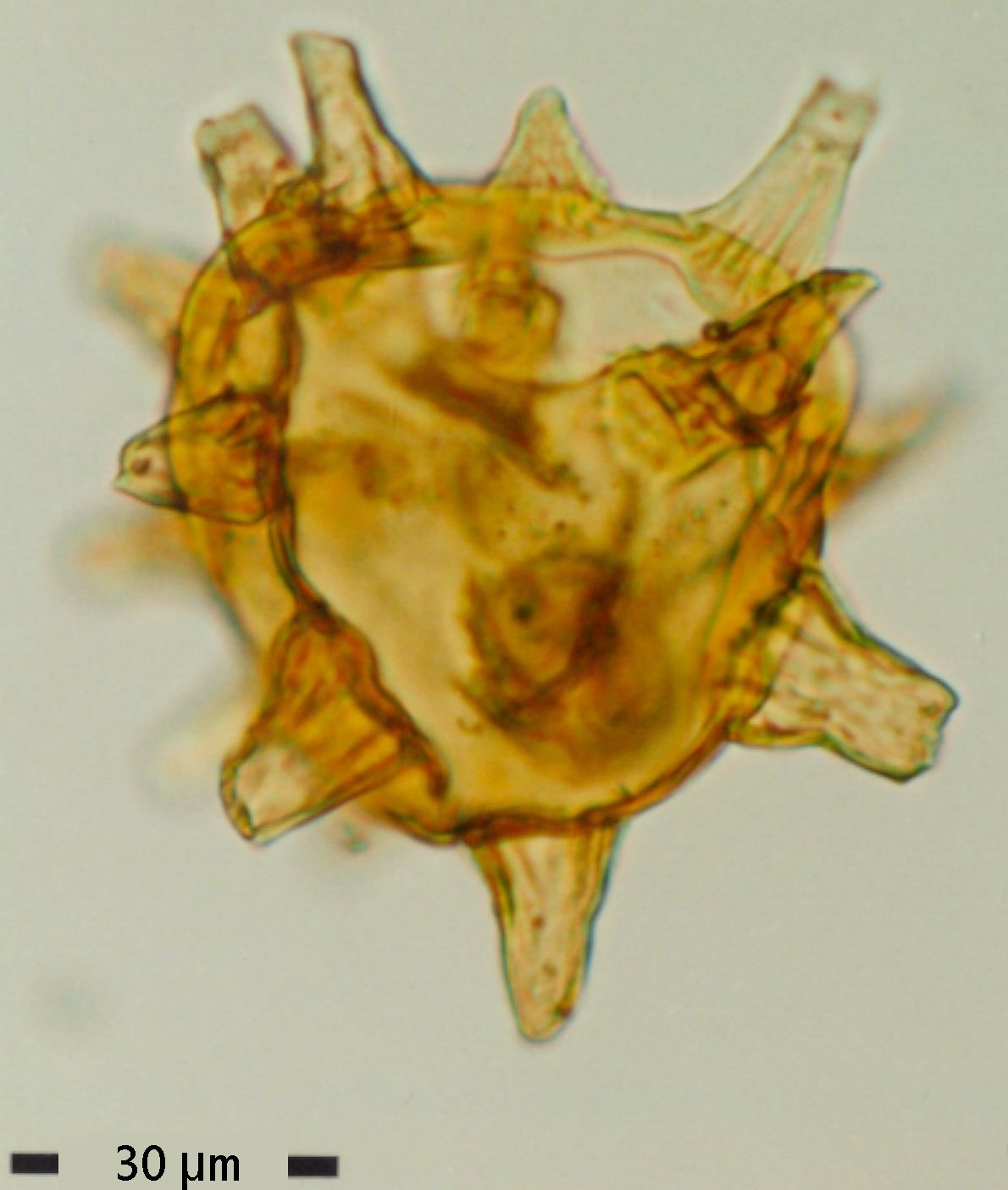 Conosphaeridium striatoconus.jpg