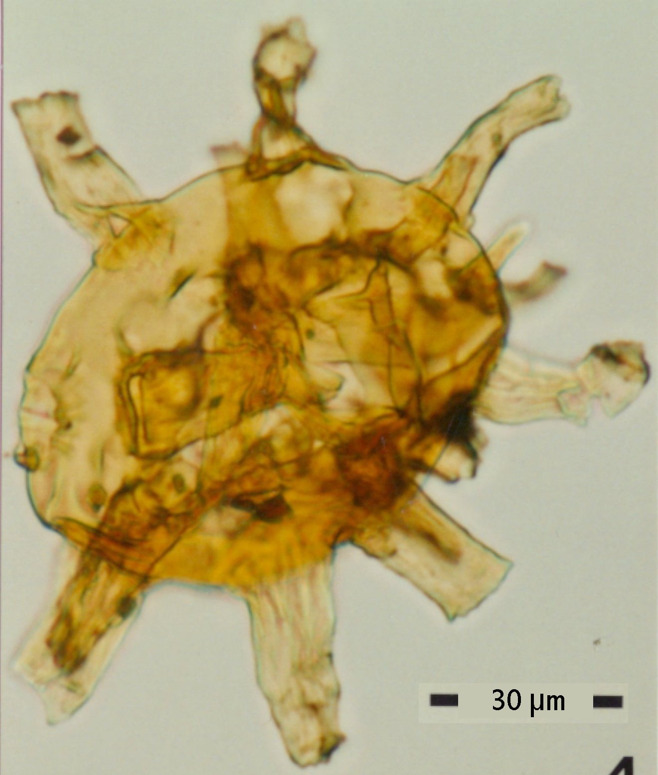 Kleithriasphaeridium tubulosum.jpg