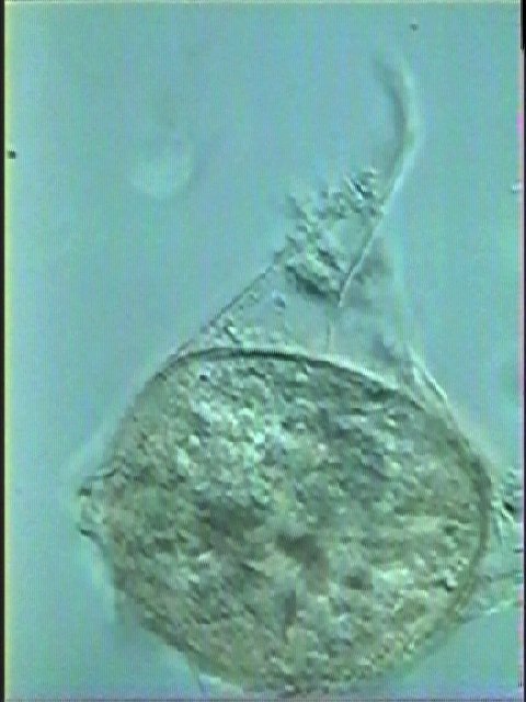 Cerodinium balticum.jpg